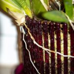 Colomi düngen: Orchideen richtig nährstoffversorgen 10 Colmanar Alkmaar