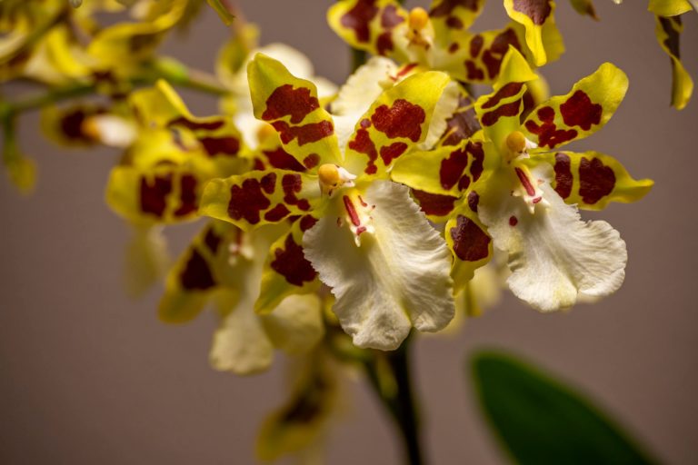 Colmanara Wildcat ‚White lip‘