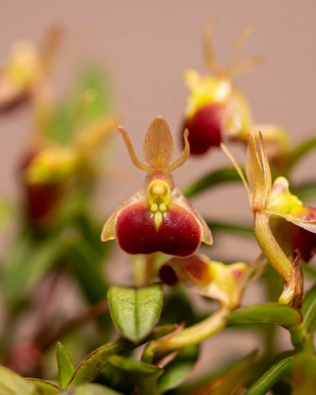 Epidendrum Porpax 4