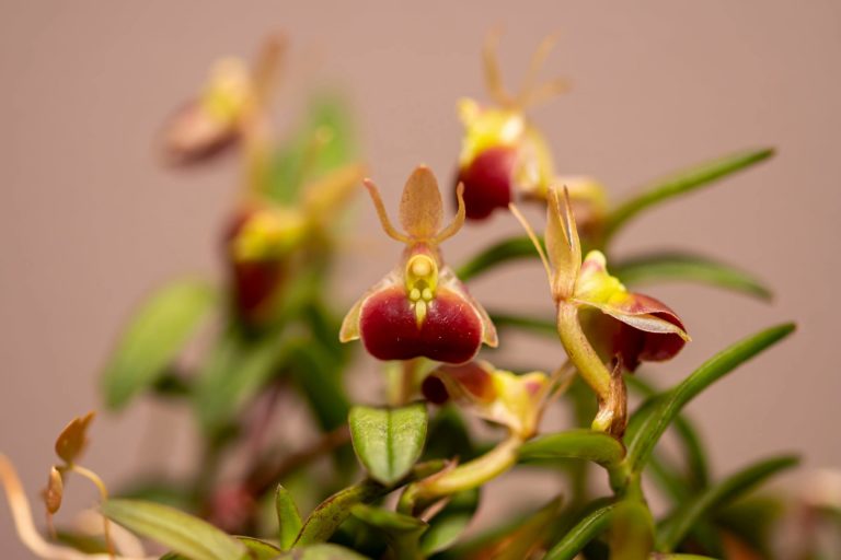 Epidendrum porpax