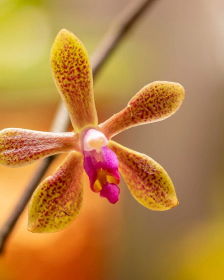 Phalaenopsis maculata x phalaenopsis honghenensis