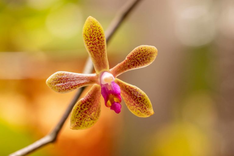 Phalaenopsis maculata x Phalaenopsis honghenensis