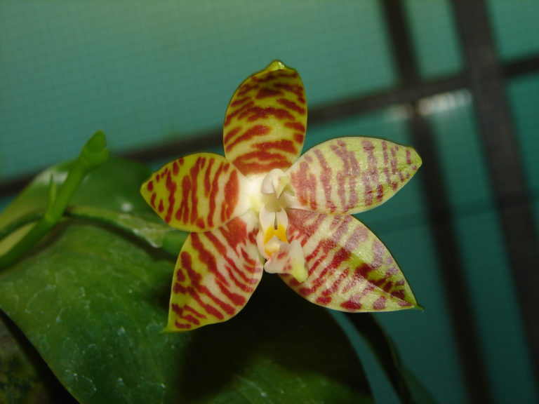 Phalaenopsis venosa