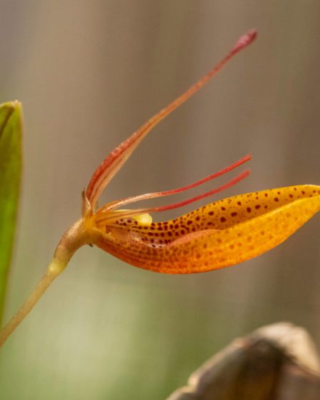 Restrepia Mohrii 5