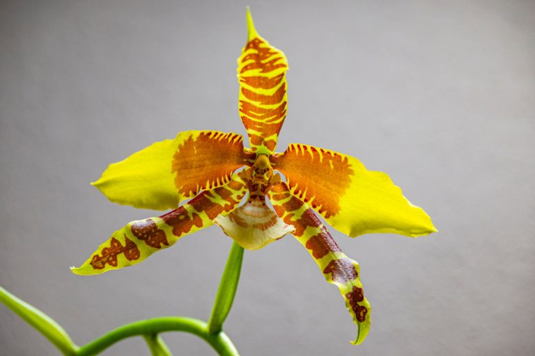 Rossioglossum Rawdon Jester ‚Münchner Kindl‘