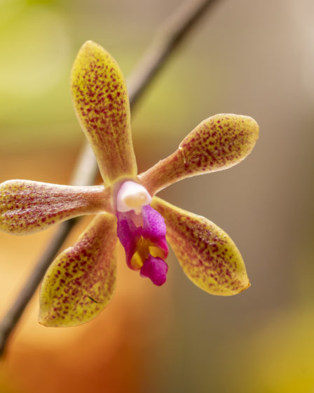 Phalaenopsis Maculata X Honghenensis