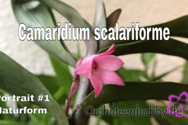 Beeindruckende Camaridium Scalariforme Orchidee: Alles, Was Sie Wissen Müssen
