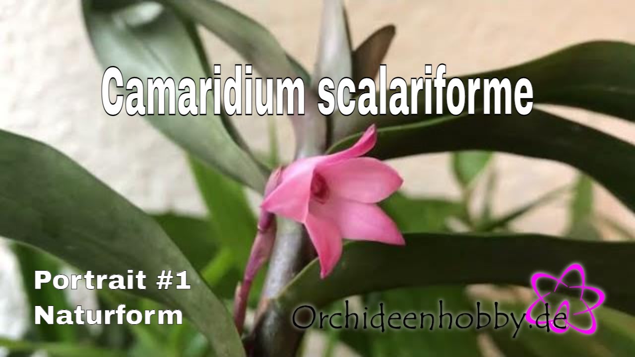 Beeindruckende Camaridium Scalariforme Orchidee: Alles, Was Sie Wissen Müssen