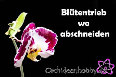 Verblüffend Einfache Wege, Orchideen Richtig Zu Schneiden