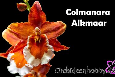 Die Begehrenswerte Blüte Der Colmanara Alkmaar Orchideen Endlich Enthüllt