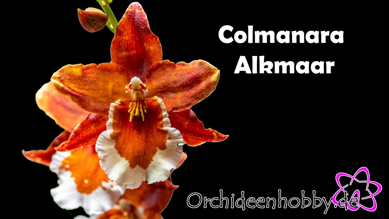 Die Begehrenswerte Blüte Der Colmanara Alkmaar Orchideen Endlich Enthüllt