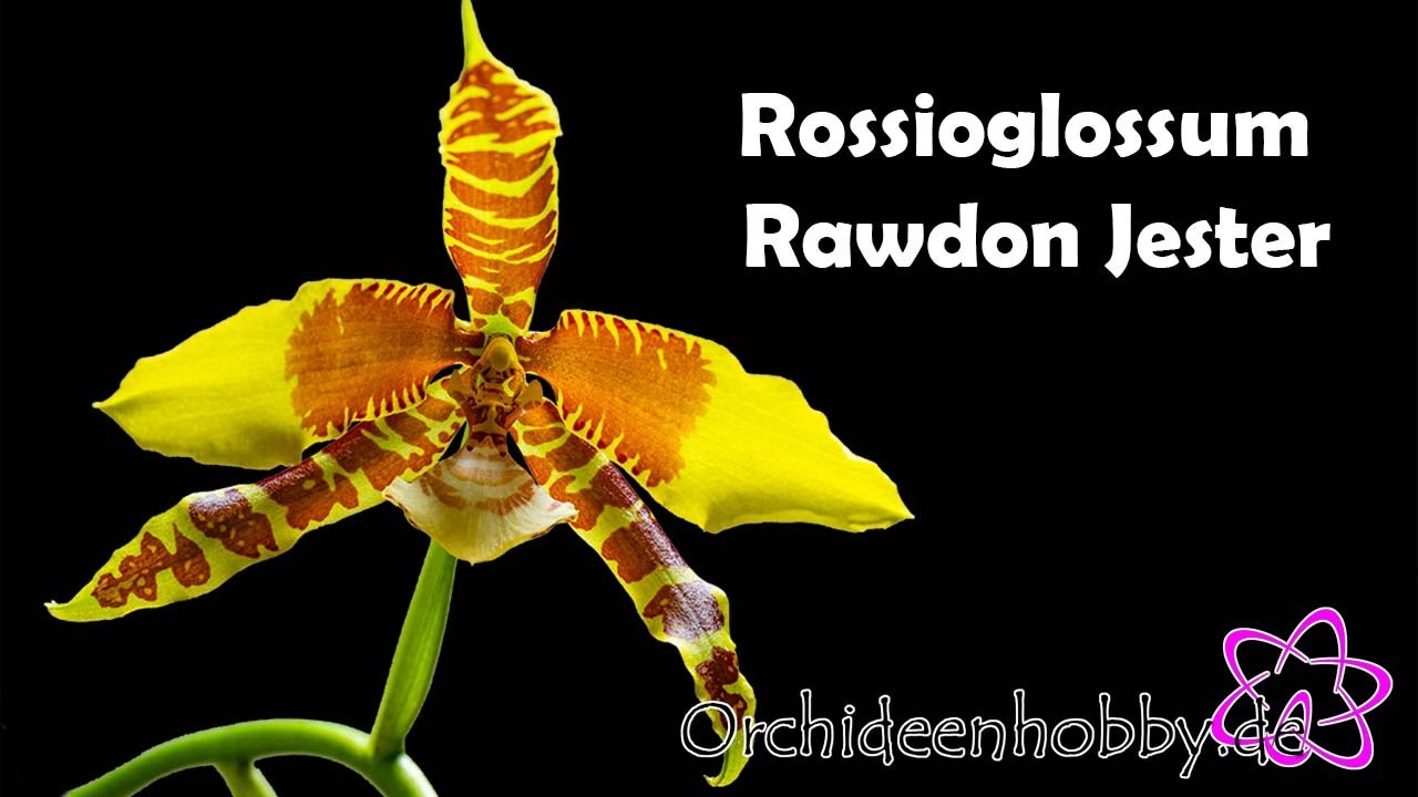 Orchideen Blütenzauber: Rossioglossum Rawdon Jester Enthüllt Seine Geheimnisse!