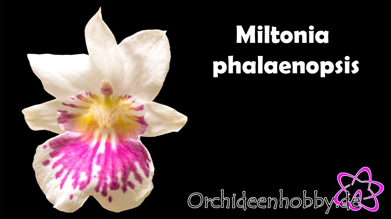 Blütenträume Werden Wahr: Das Zauberhafte Porträt Von Miltonia Phalaenopsis