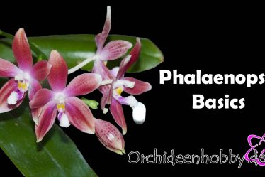 Phalaenopsis Grundlagen, Pflege Tipps: So Wird Deine Orchidee Prachtvoll!