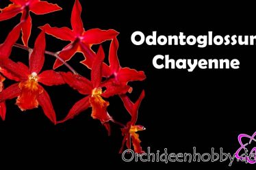 Warum Die Odontoglossum Chayenne Orchidee Ein Wahrer Blickfang Ist!