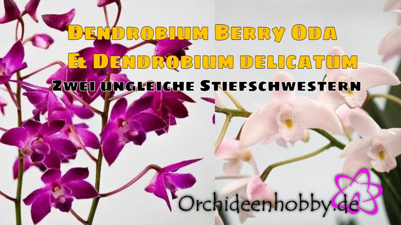 Experten-Tipps Zur Erfolgreichen Pflege Von Dendrobium Kingianum Hybriden