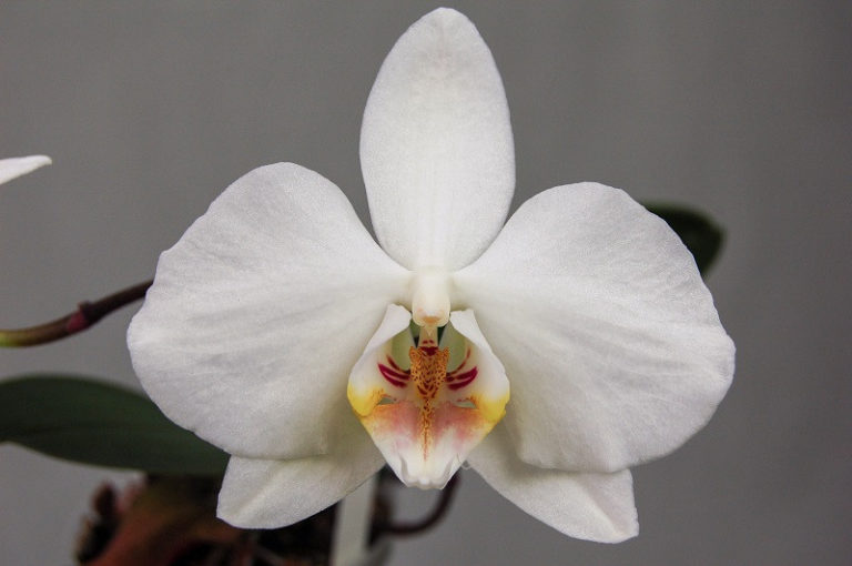 Phalaenopsis amabilis