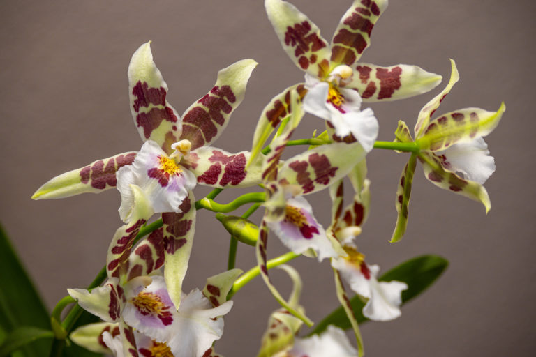 Aliceara Renaissance ‚White‘