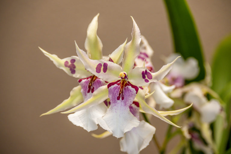 Beallara Peggy Ruth Carpenter ‚Morning Joy‘