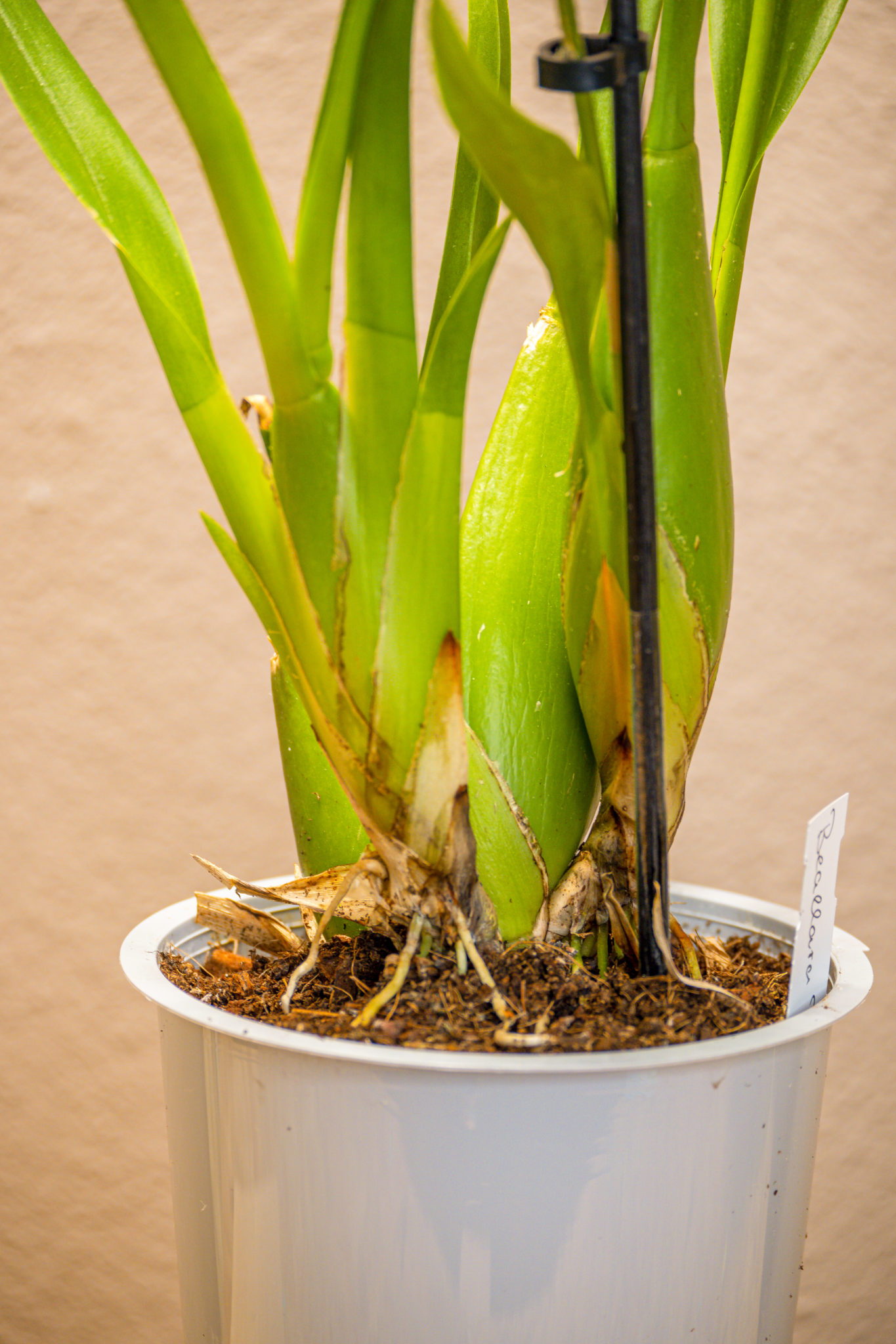 Beallara Peggy Ruth Carpenter 'Morning Joy' Orchideenhobby.de