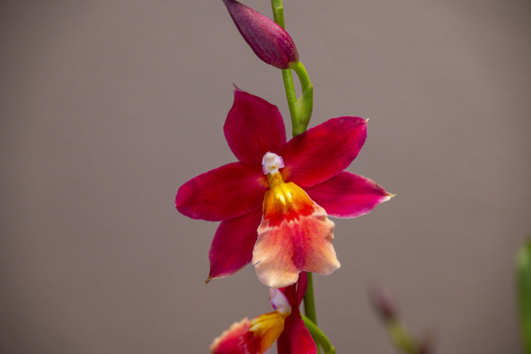 Burrageara Nelly Isler