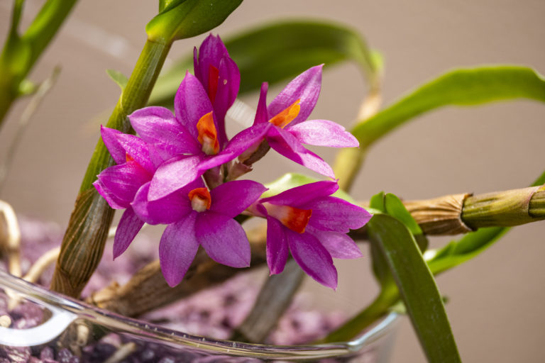 Dendrobium Hibiki