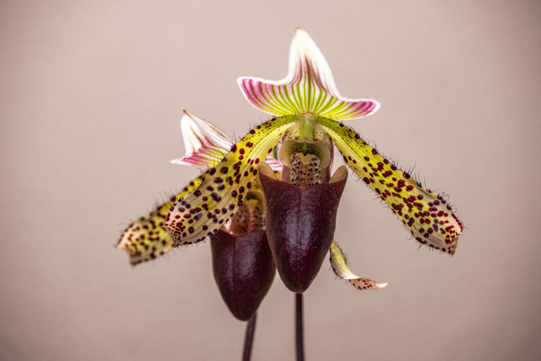 Paphiopedilum callosum ‚Big‘ x sukhakulii