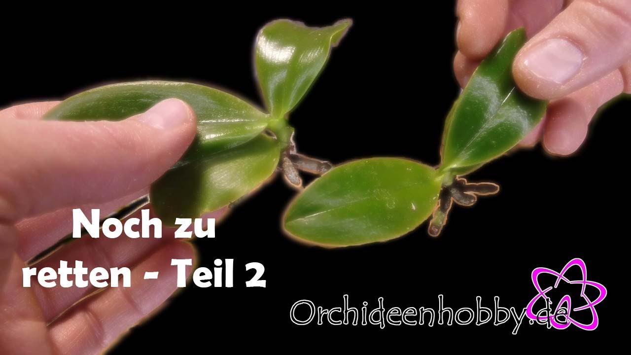 Die Tüten-Methode: So Rettest Du Deine Orchideen Im Handumdrehen