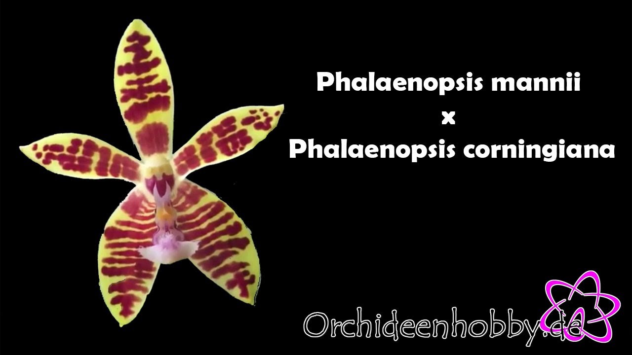 Phalaenopsis Mannii X Phalaenopsis Corningiana: Eine Atemberaubende Blütezeit