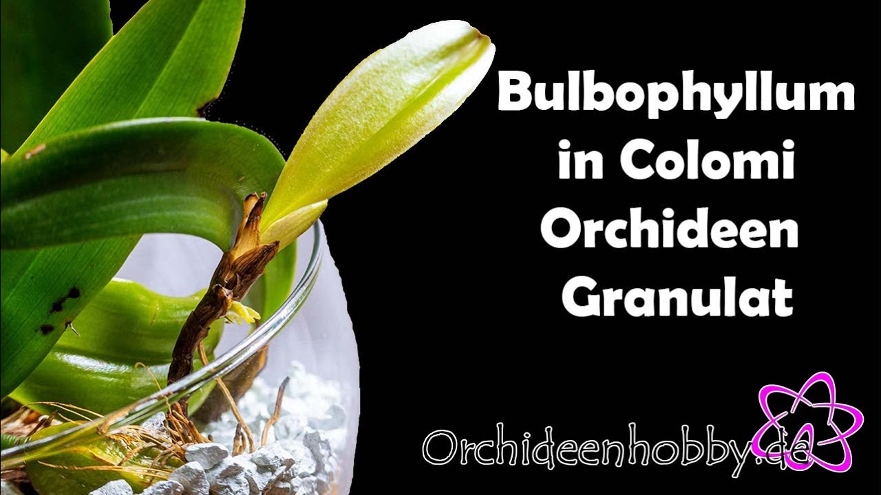 Warum Bulbophyllum im Colomi Orchideen Substrat gedeiht 1 Warum Bulbophyllum Im Colomi Orchideen Substrat Gedeiht