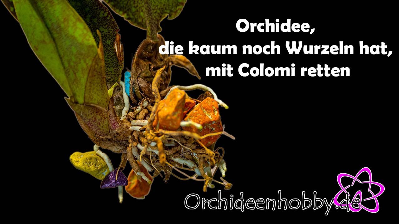 Sos Für Orchideen: Wie Colomi Substrat Ihre Pflanzen Rettet