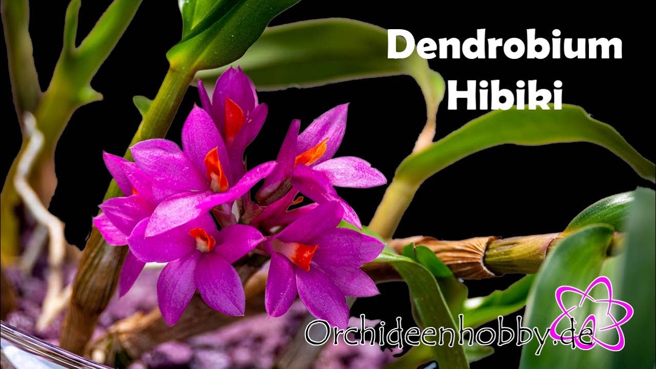 Unglaubliche Blüte Der Dendrobium Hibiki Orchideen
