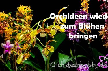 So Verwandelst Du Deine Orchideen In Blühende Schönheiten