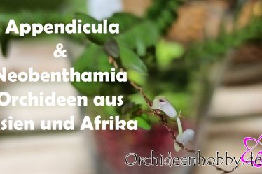 Die Faszinierende Welt Der Appendicula & Neobenthamia Orchideen