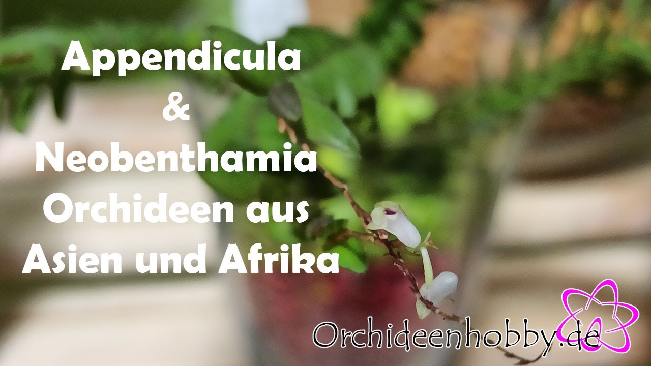 Die faszinierende Welt der Appendicula & Neobenthamia Orchideen 1 Die Faszinierende Welt Der Appendicula & Neobenthamia Orchideen