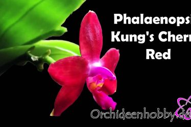Die Faszinierende Phalaenopsis Hybride, Die Alle Begeistert