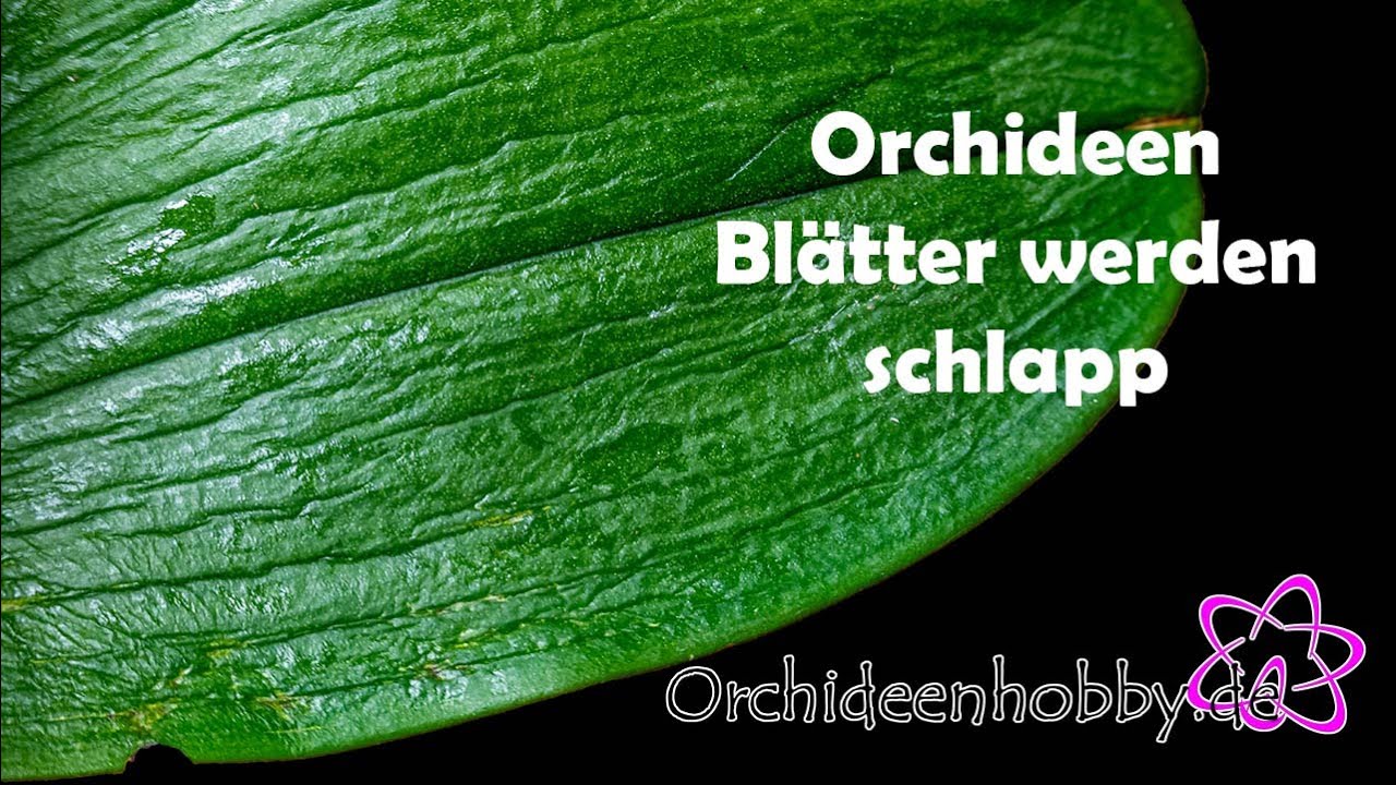 Schlaffe Blätter bei Orchideen - Diese Ursachen solltest du kennen! 1 Schlaffe Blätter Bei Orchideen – Diese Ursachen Solltest Du Kennen!