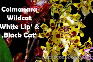 Erfahren Sie, Warum Colmanara Wildcat White Lip + Black Cat Die Perfekte Orchidee Ist