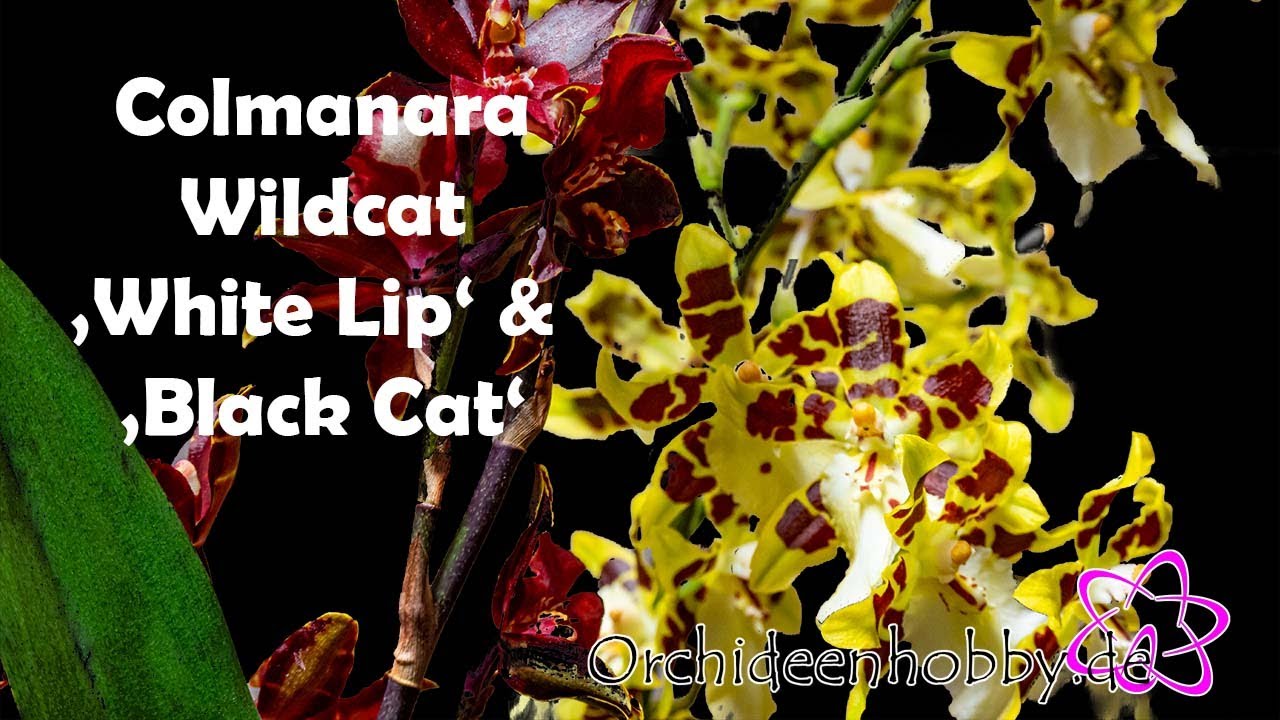 Erfahren Sie, Warum Colmanara Wildcat White Lip + Black Cat Die Perfekte Orchidee Ist