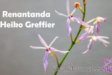 Geheimnis Der Renantanda Heiko Greffier Orchideen In Voller Blüte
