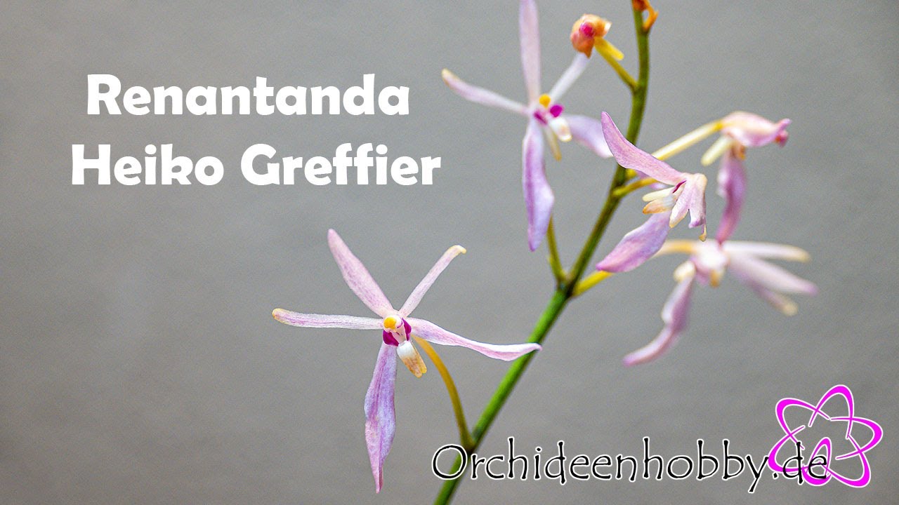 Geheimnis Der Renantanda Heiko Greffier Orchideen In Voller Blüte