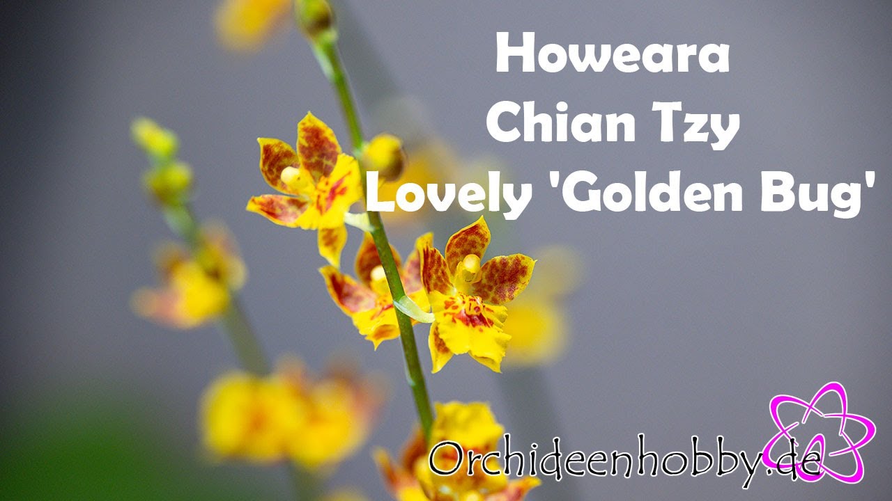 Was Sie Über Die Howeara Chian Tzy Lovely ‚Golden Bug‘ Orchideen In Colomi Substrat Wissen Müssen