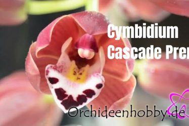 Entdecke Die Prachtvolle Cymbidium Cascade Prem Orchidee In Blüte