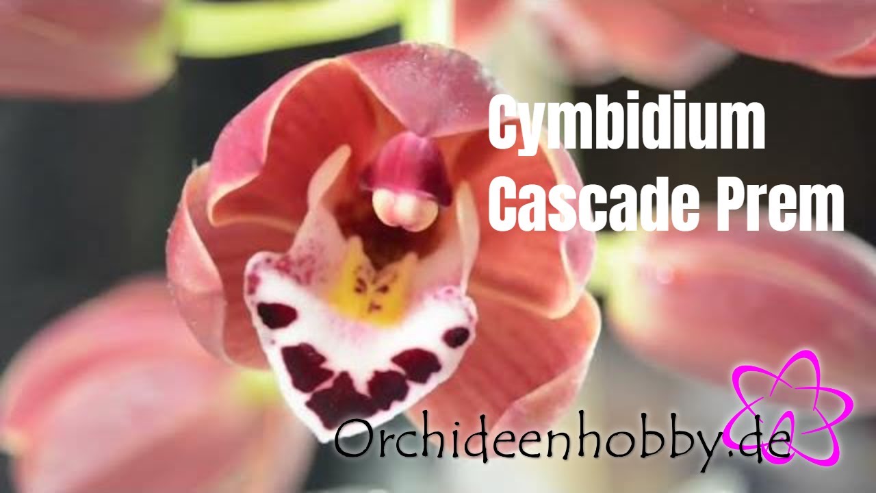 Entdecke die prachtvolle Cymbidium Cascade Prem Orchidee in Blüte 1 Entdecke Die Prachtvolle Cymbidium Cascade Prem Orchidee In Blüte