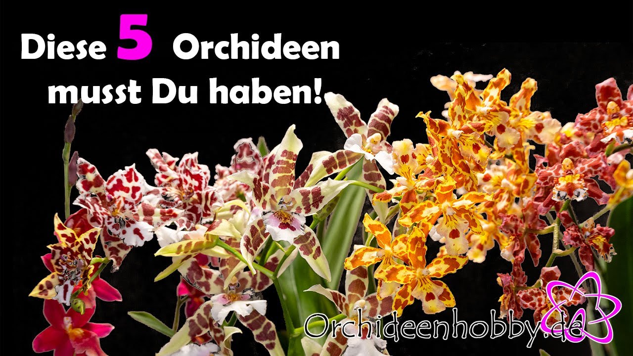 Erfahre, Welche 5 Orchideen Du Unbedingt In Deinem Zuhause Haben Solltest