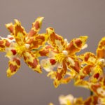 Odontocidium