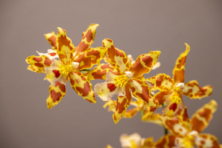 Odontocidium Tiger Tail