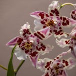 Odontoglossum