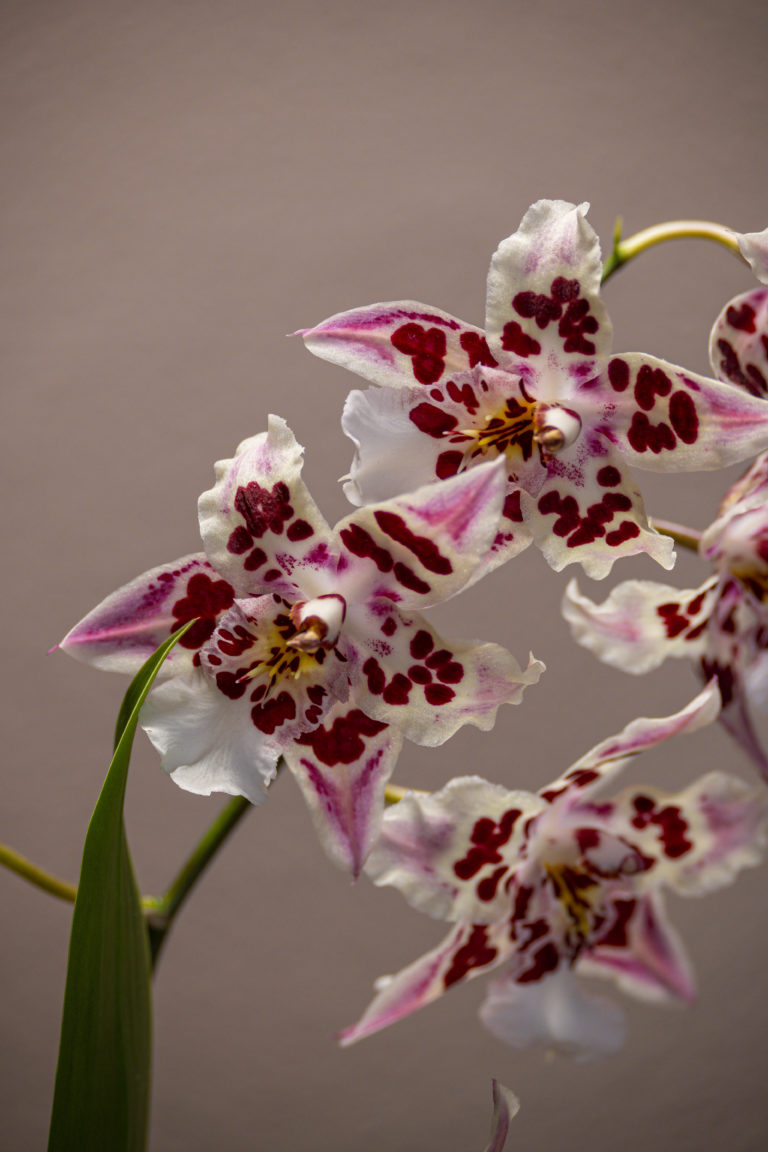 Odontoglossum Nippon