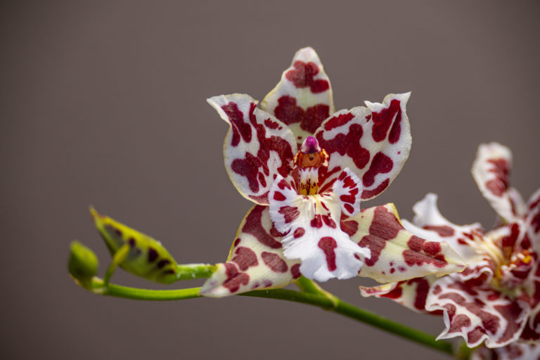 Odontoglossum Zebra